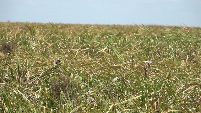 Saffron-cowled Blackbird - ML612726698