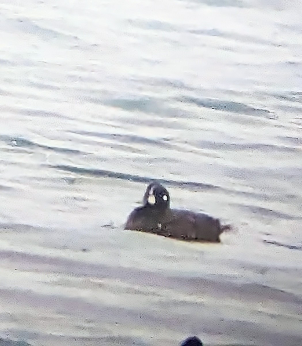 Harlequin Duck - ML612726708