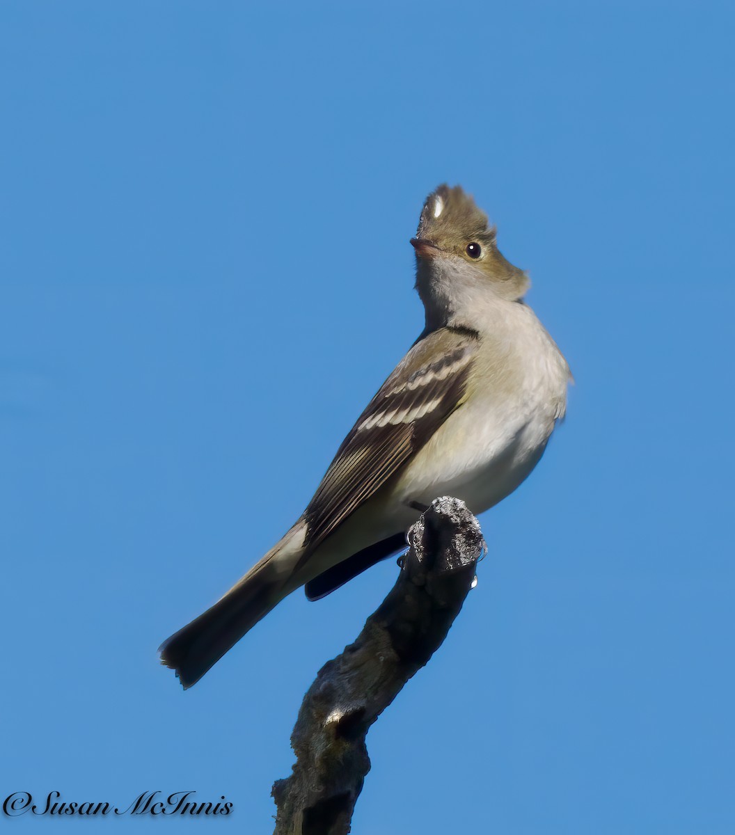 White-crested Elaenia (Chilean) - ML612726723