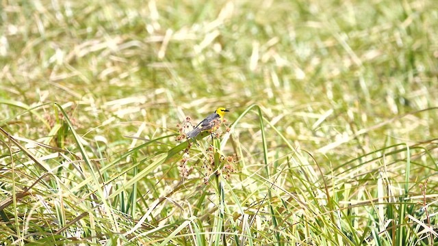 Saffron-cowled Blackbird - ML612726729