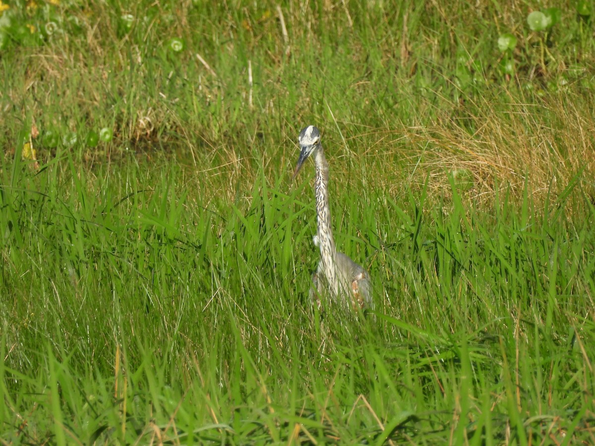 Great Blue Heron - ML612726762