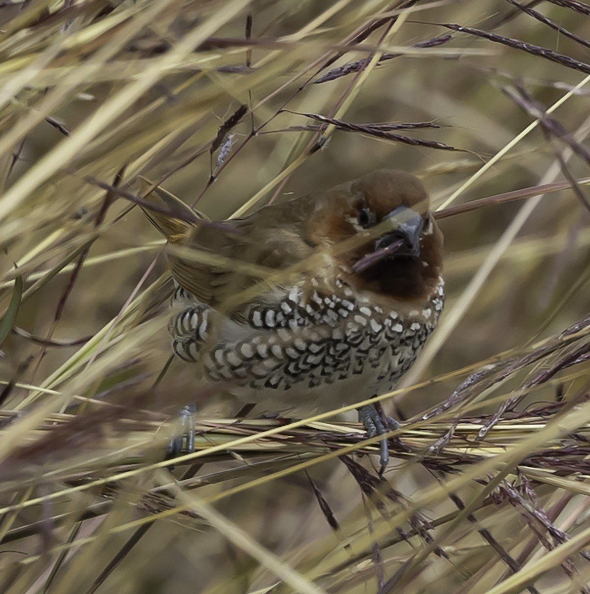 Scaly-breasted Munia - ML612726766