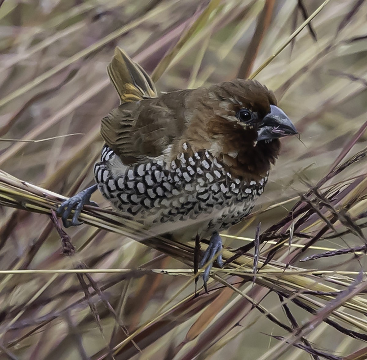 Scaly-breasted Munia - ML612726769