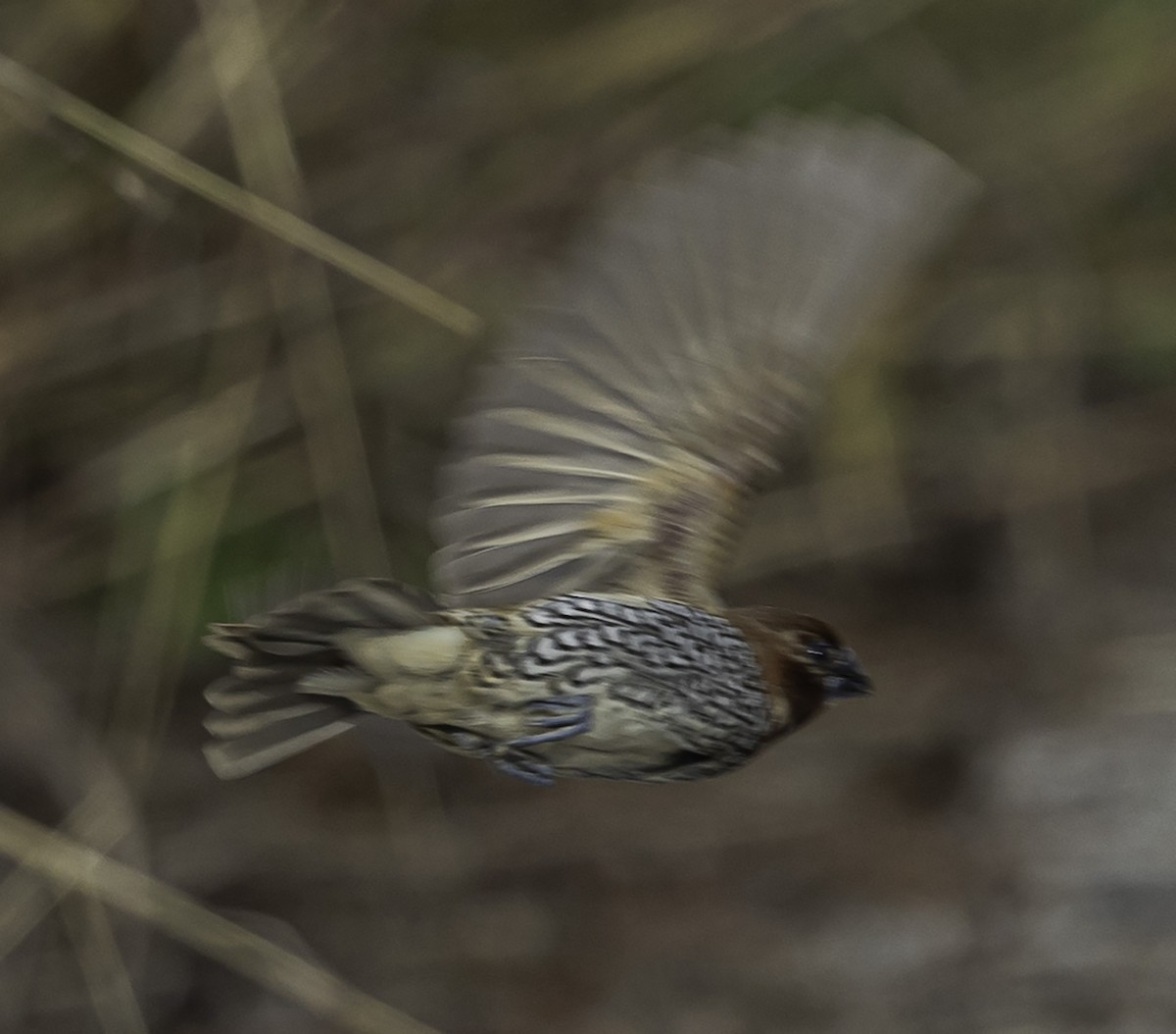 Scaly-breasted Munia - ML612726774
