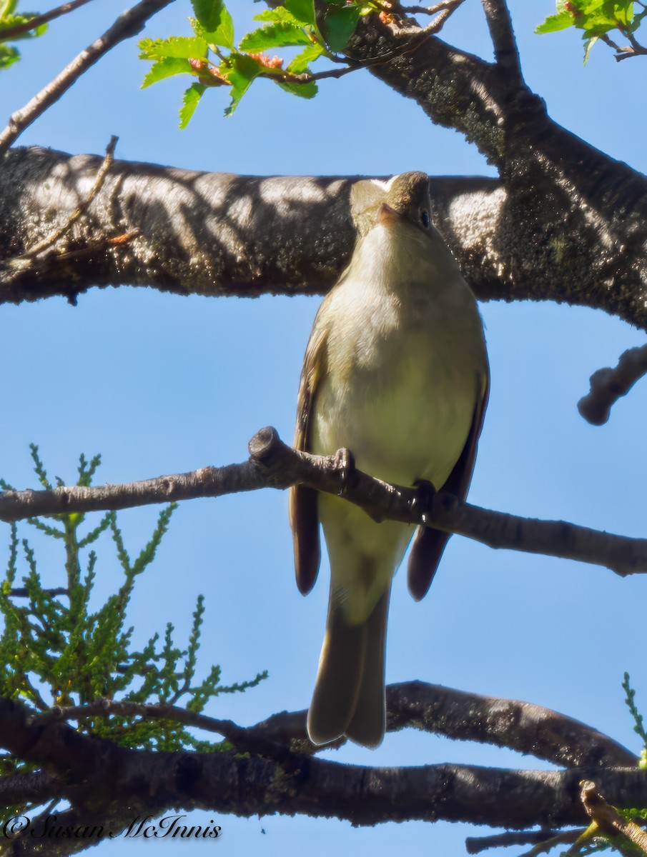 White-crested Elaenia (Chilean) - Susan Mac