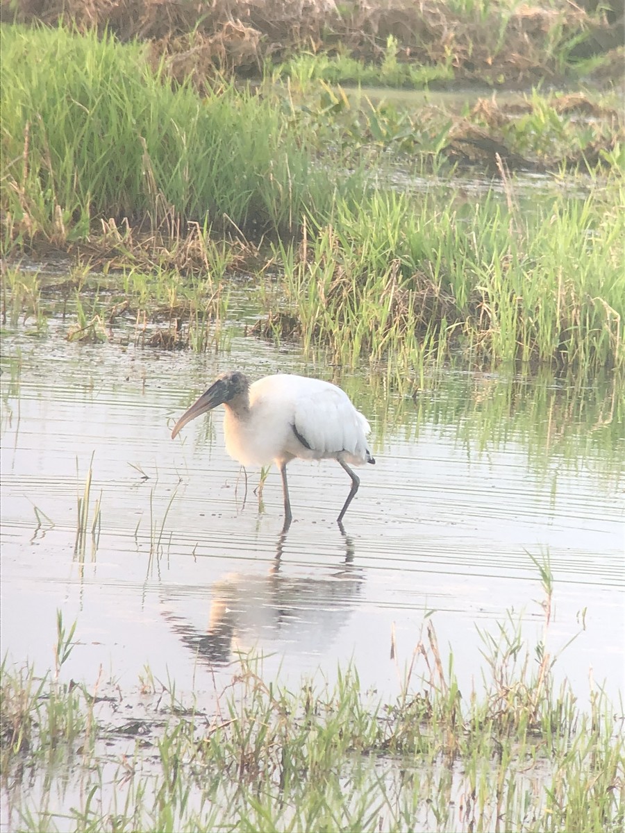 Wood Stork - ML612726868