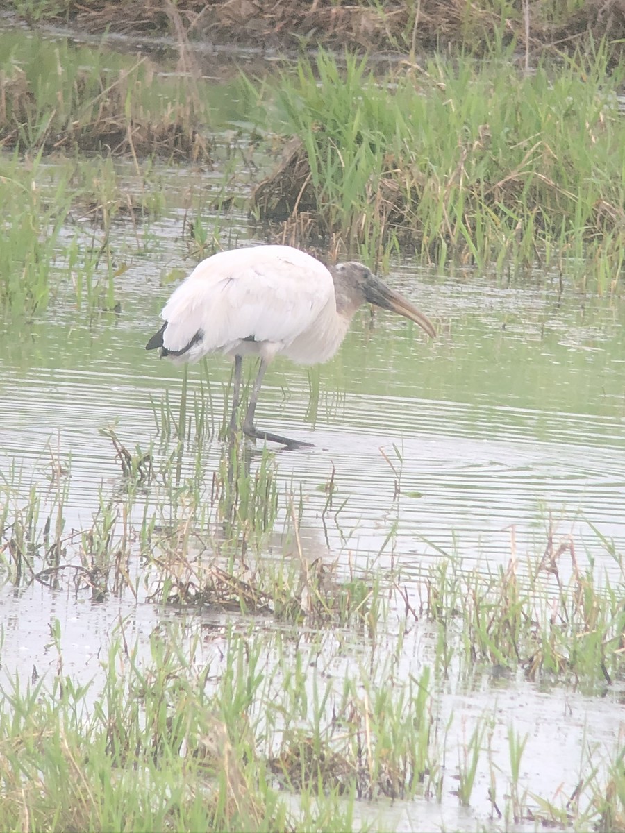 Wood Stork - ML612726869