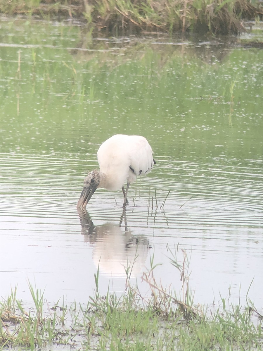 Wood Stork - ML612726870