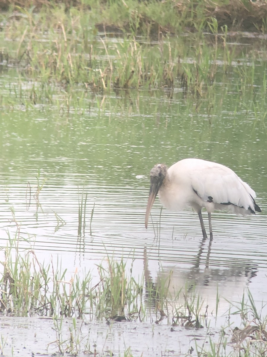 Wood Stork - ML612726871