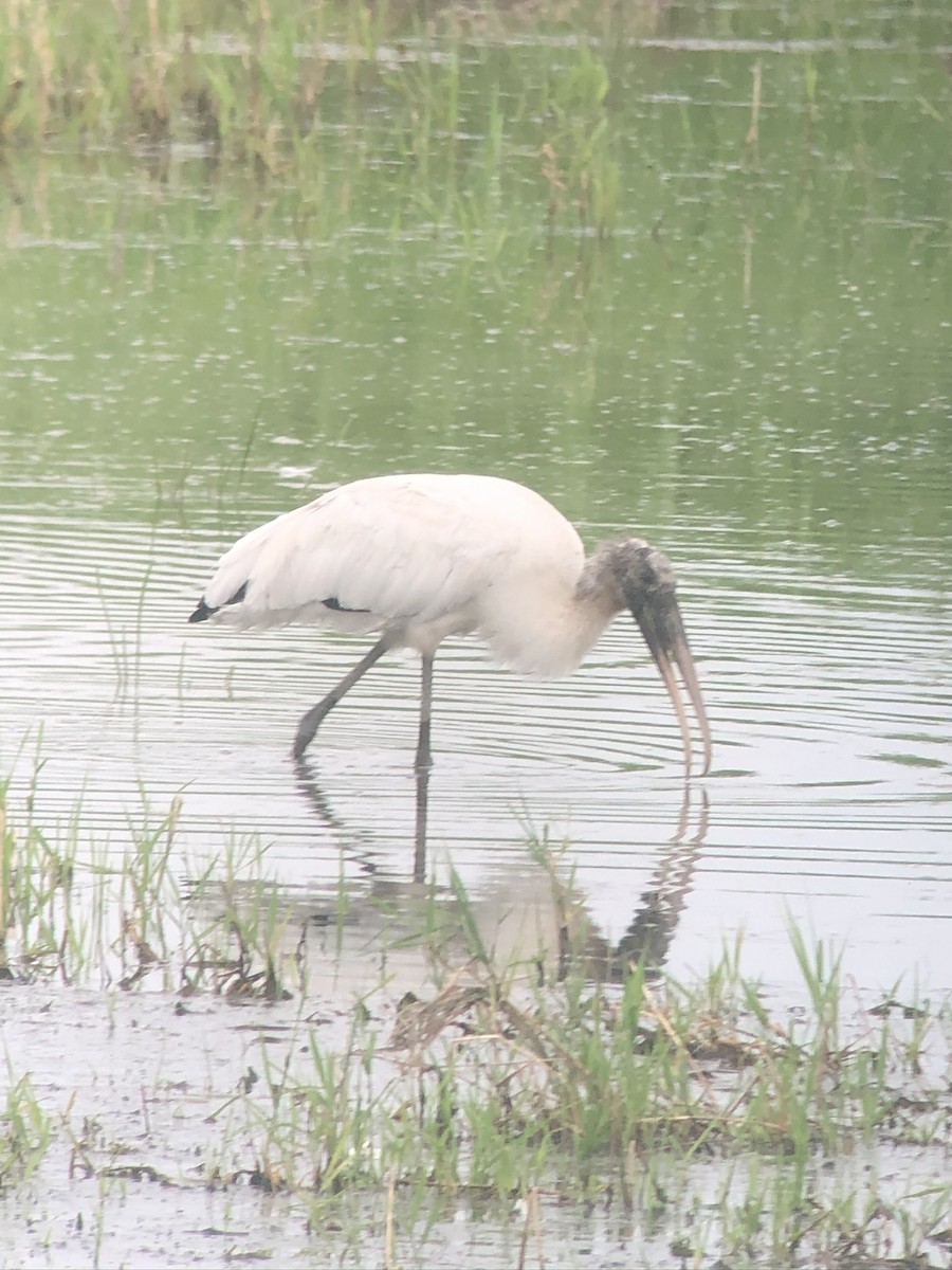 Wood Stork - ML612726872