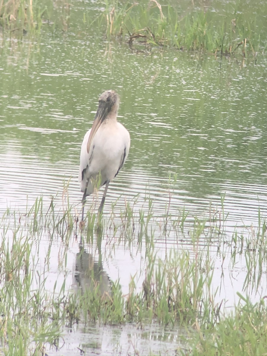 Wood Stork - ML612726873