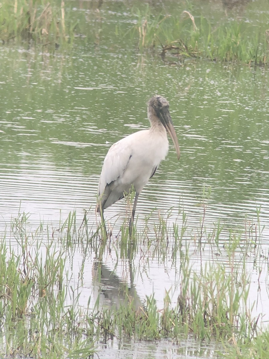 Wood Stork - ML612726874