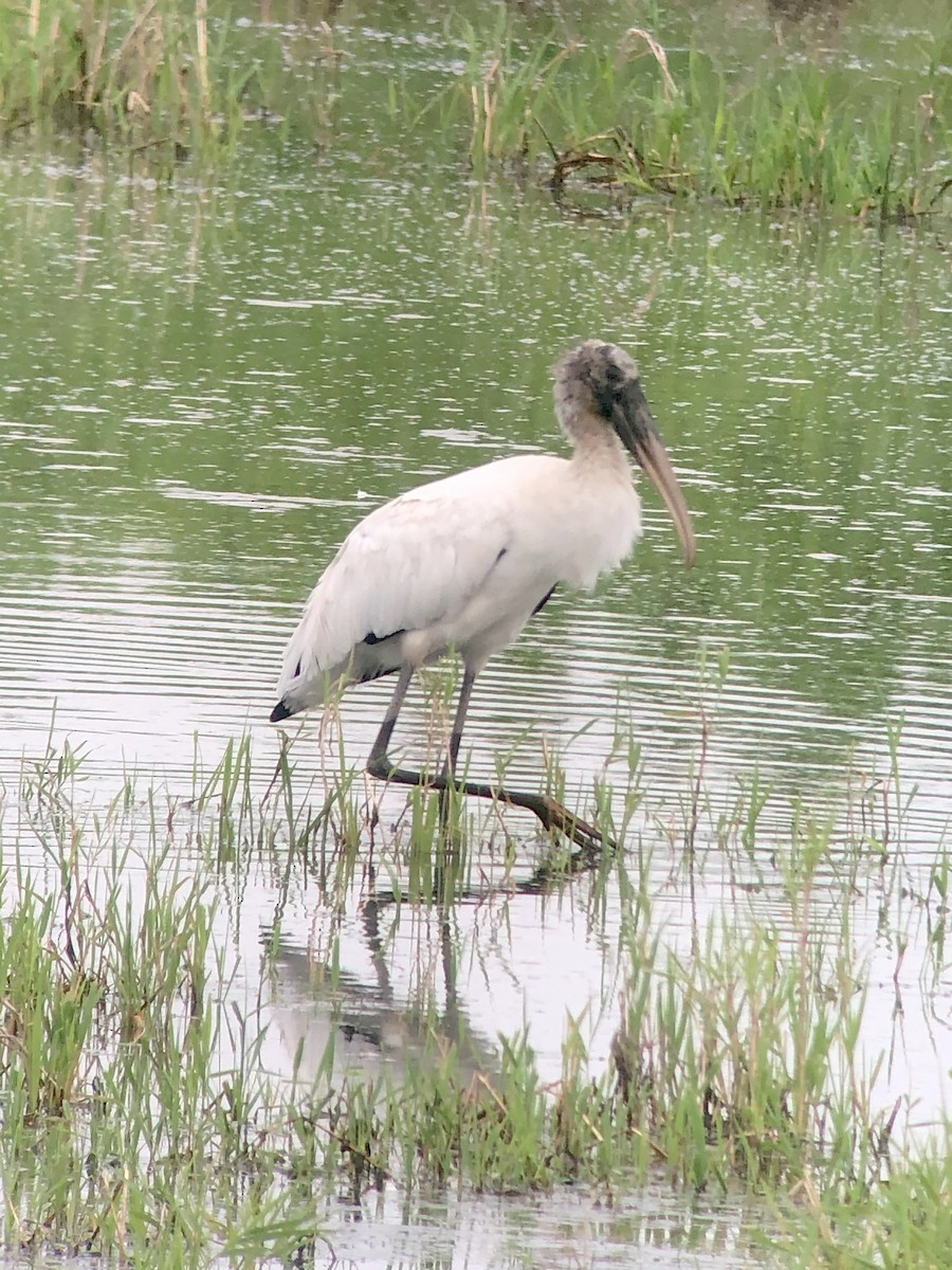 Wood Stork - Andy Dettling