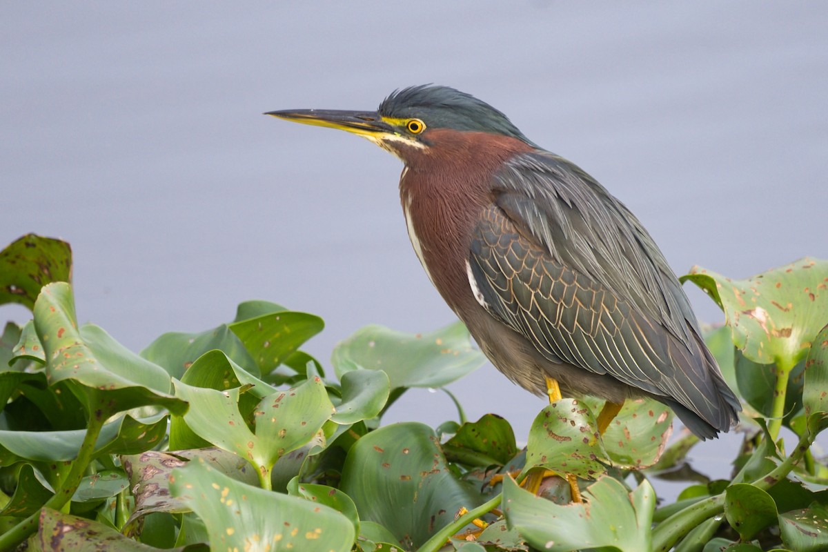 Green Heron - June and Gary Daniels