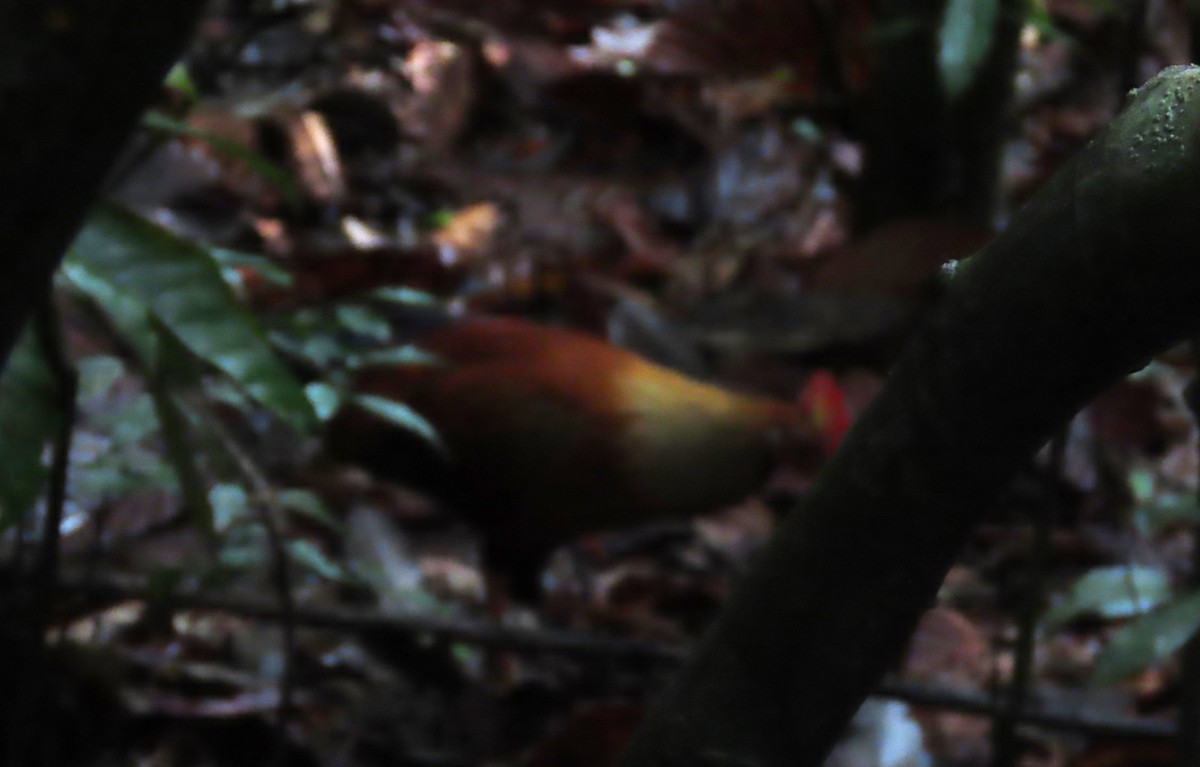 Sri Lanka Junglefowl - ML612726877