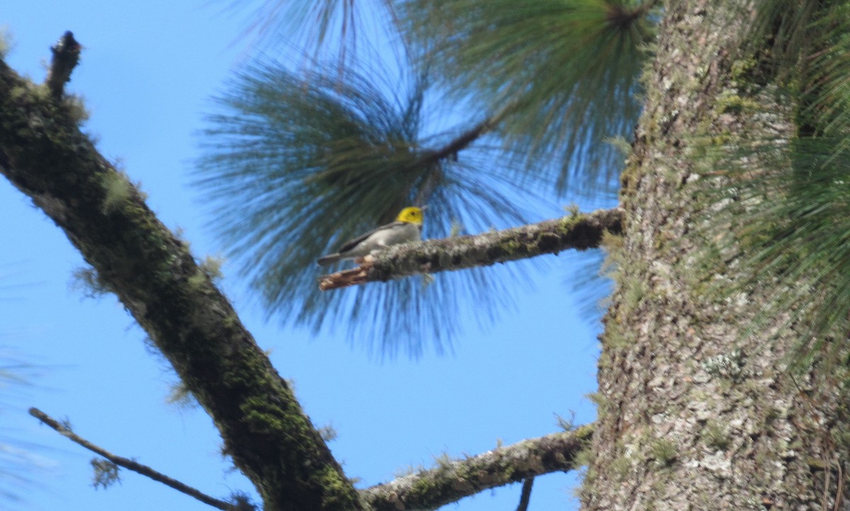 Hermit Warbler - Leticia Andino Biologist and Birding Tour Guide