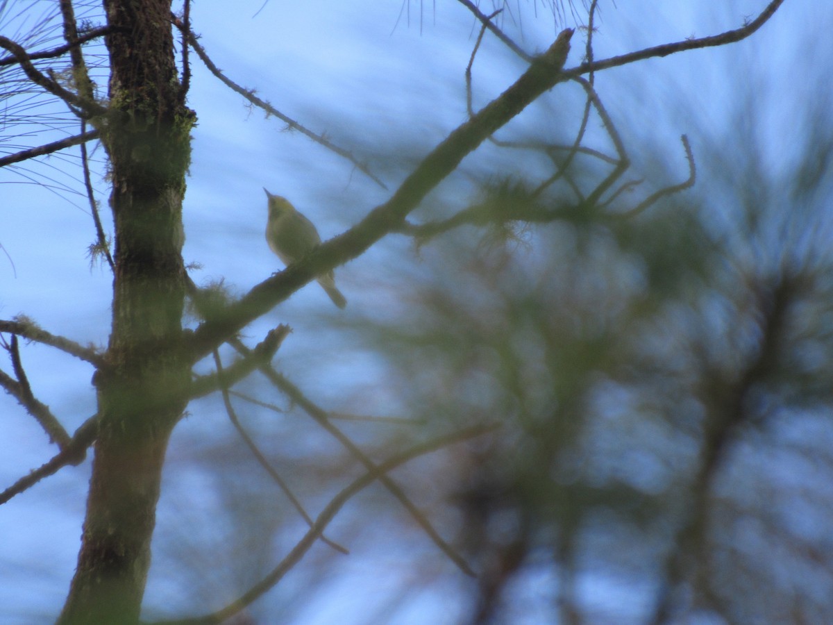 Hermit Warbler - Leticia Andino Biologist and Birding Tour Guide