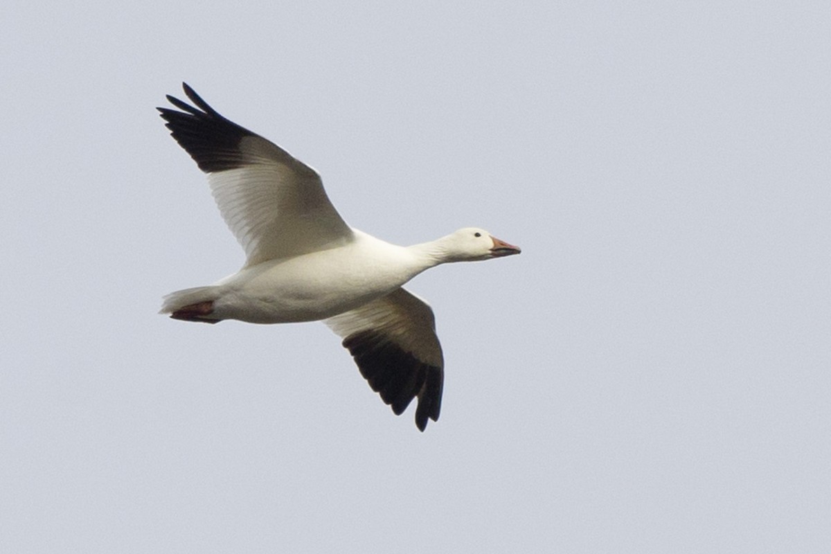 Snow Goose - Michael Bowen