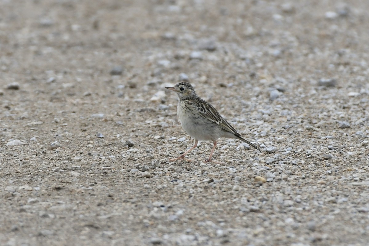 Pipit de Sprague - ML612726957