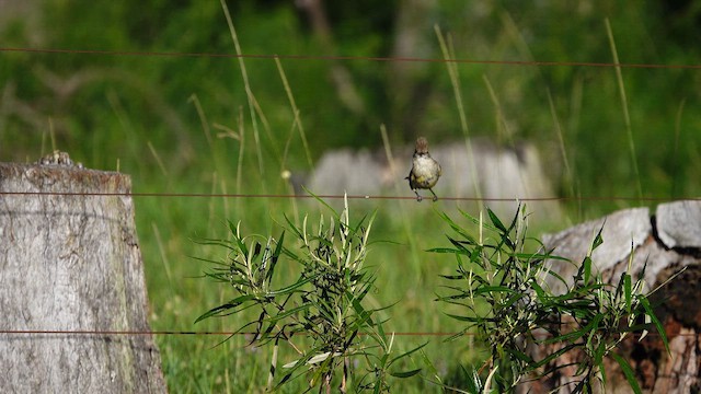 Yellow-bellied Elaenia - ML612727037