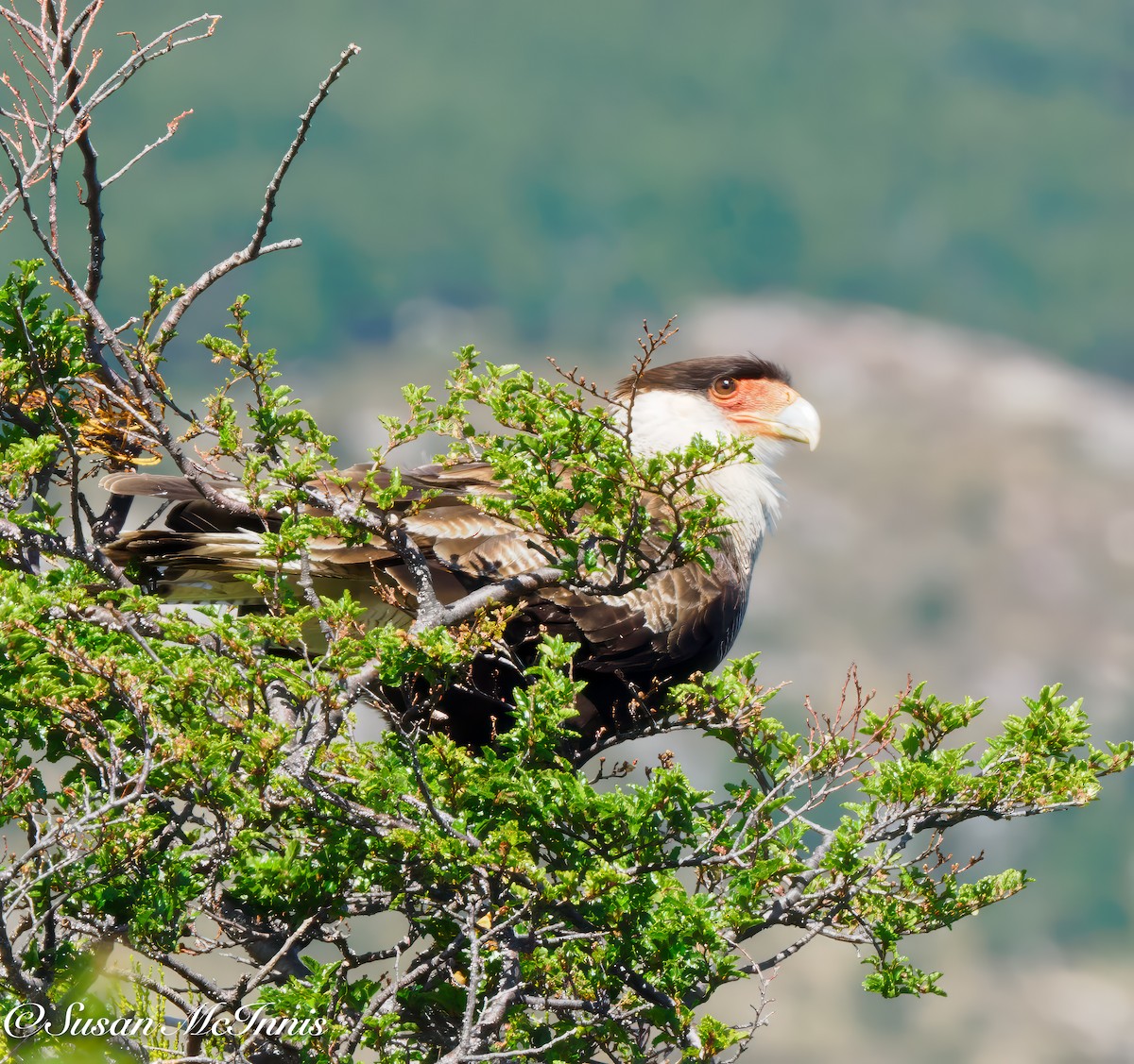 Crested Caracara (Southern) - ML612727040
