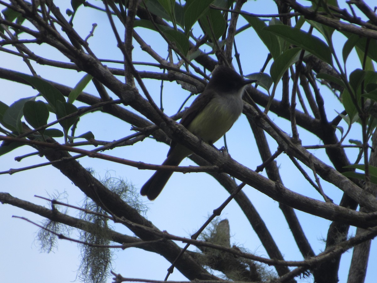 Dusky-capped Flycatcher - Leticia Andino Biologist and Birding Tour Guide
