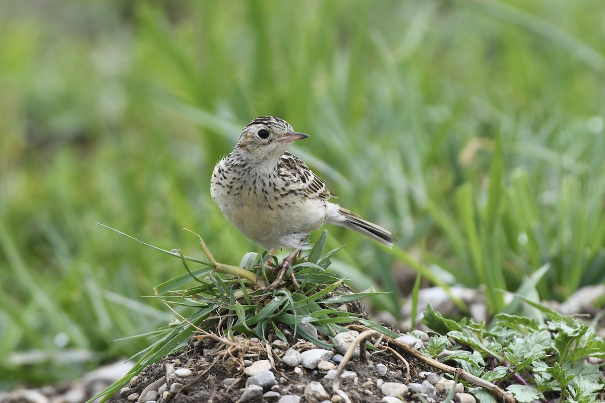 Sprague's Pipit - ML612727134