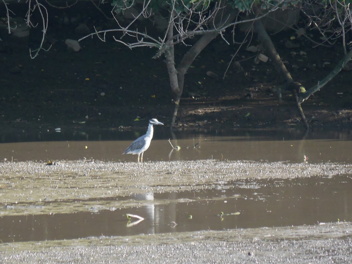 Yellow-crowned Night Heron - ML612727144