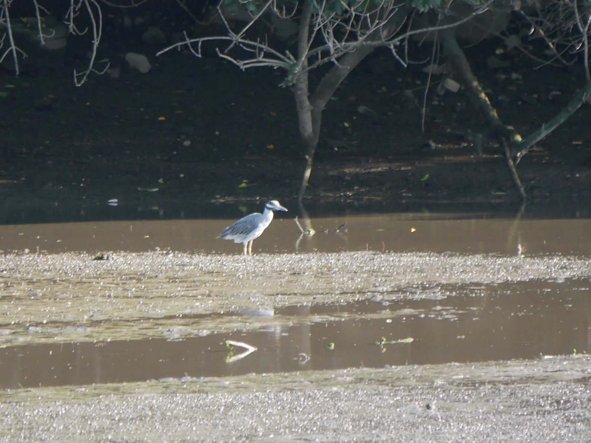 Yellow-crowned Night Heron - ML612727145