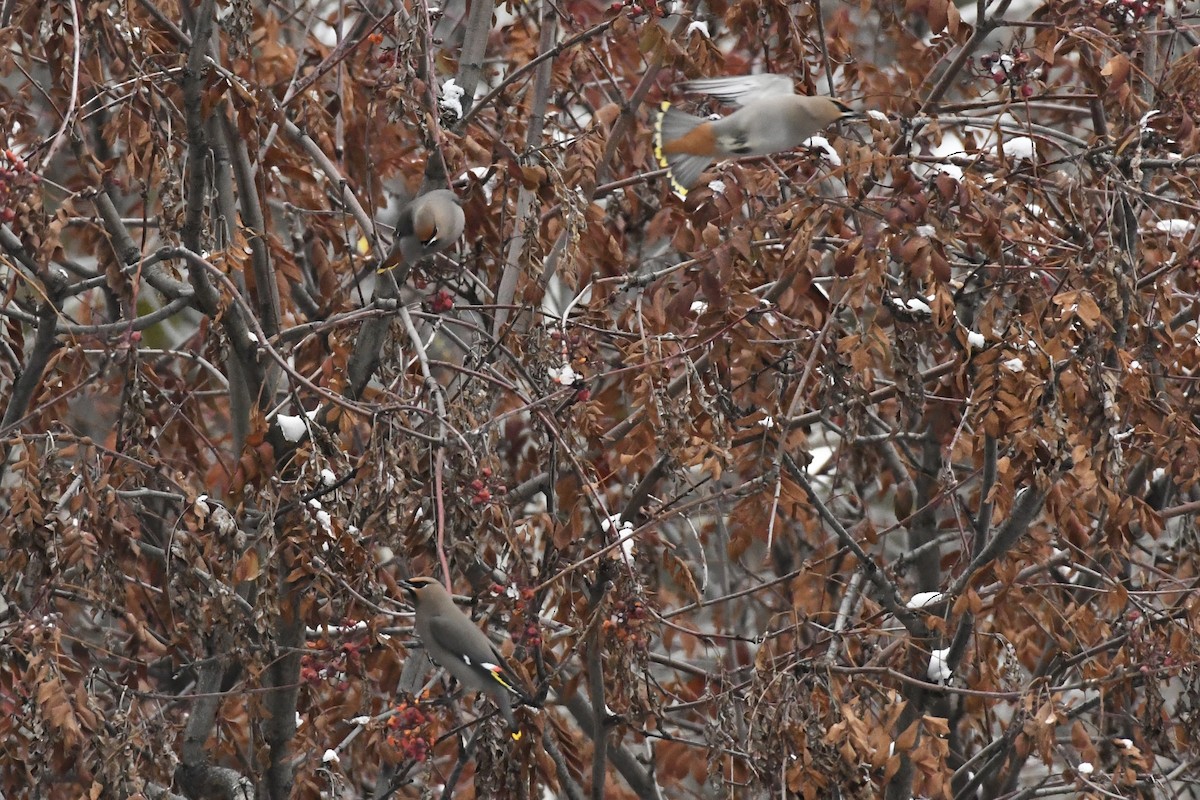 Bohemian Waxwing - ML612727161