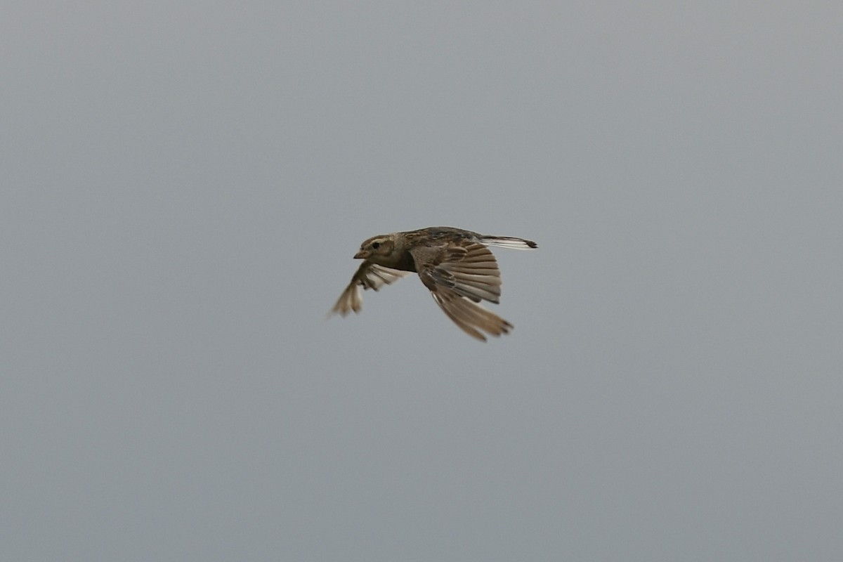 Thick-billed Longspur - ML612727169