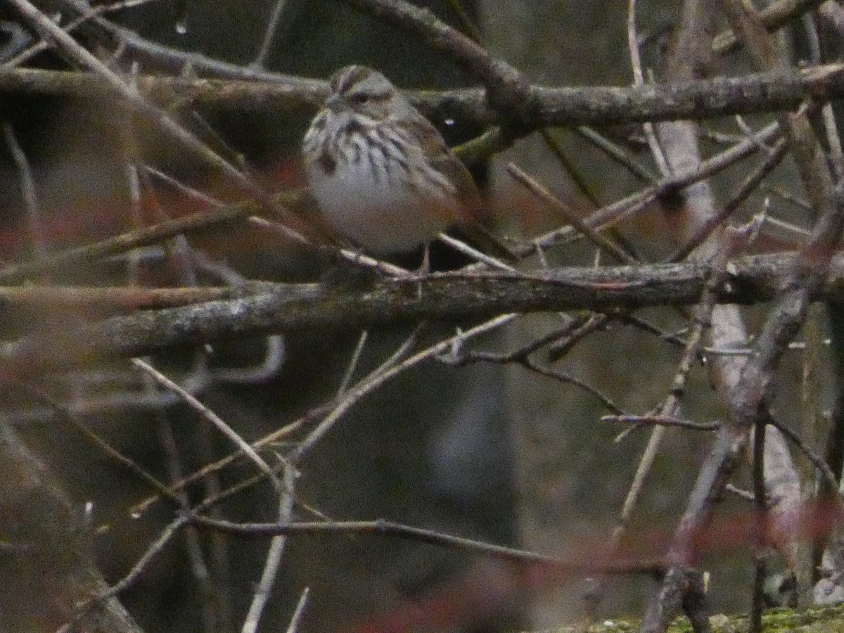 Song Sparrow - ML612727266