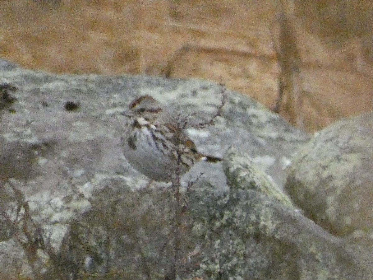 Song Sparrow - ML612727267