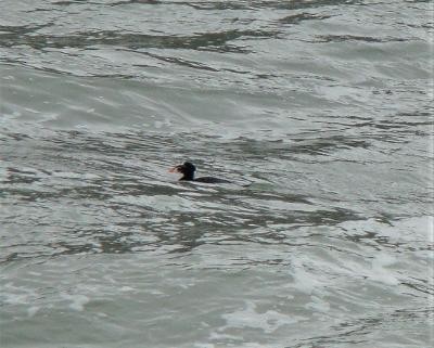 Surf Scoter - ML612727287