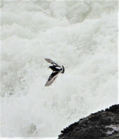 Black Turnstone - ML612727293