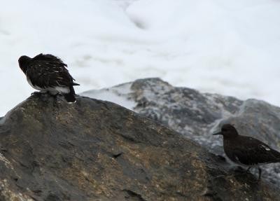 Black Turnstone - ML612727294