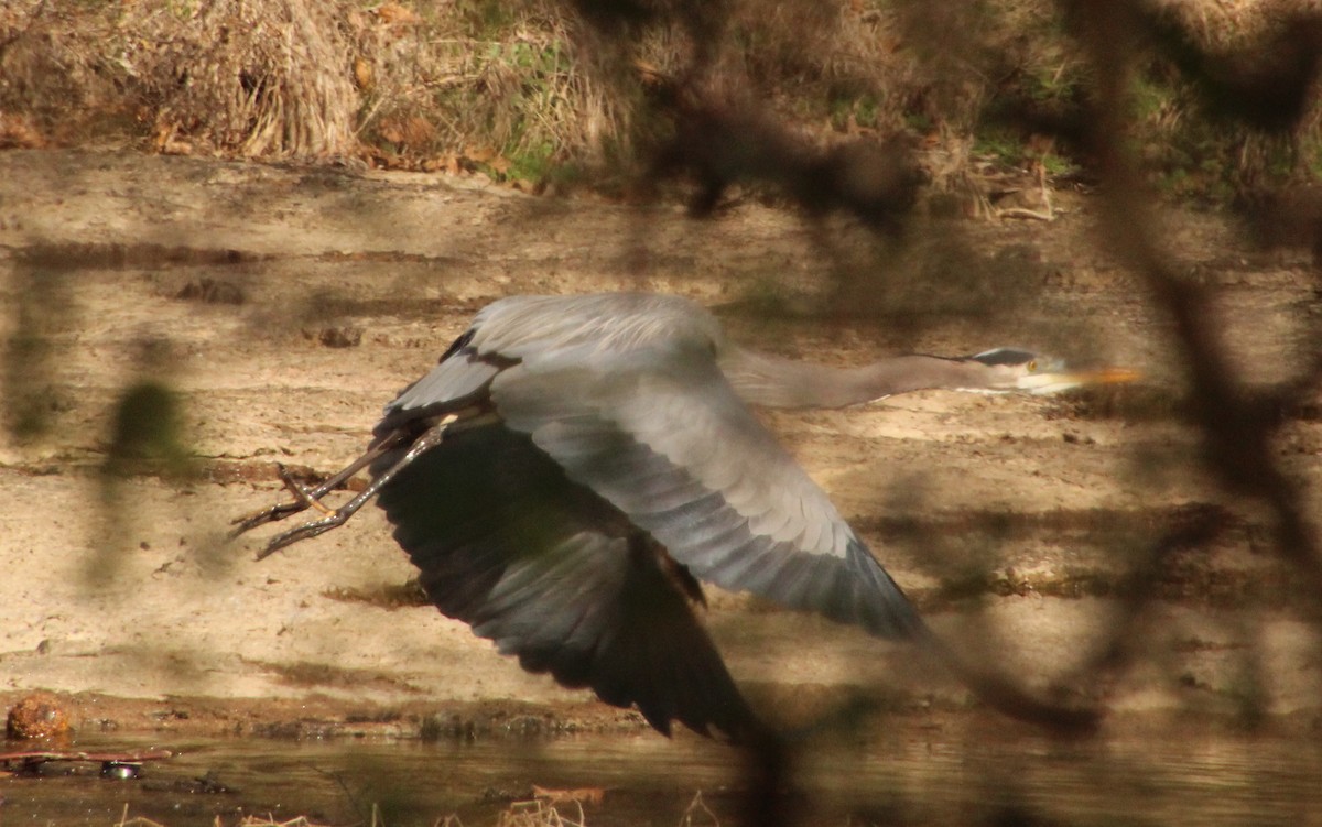 Great Blue Heron - ML612727298