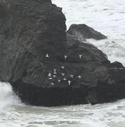 Sanderling - ML612727303