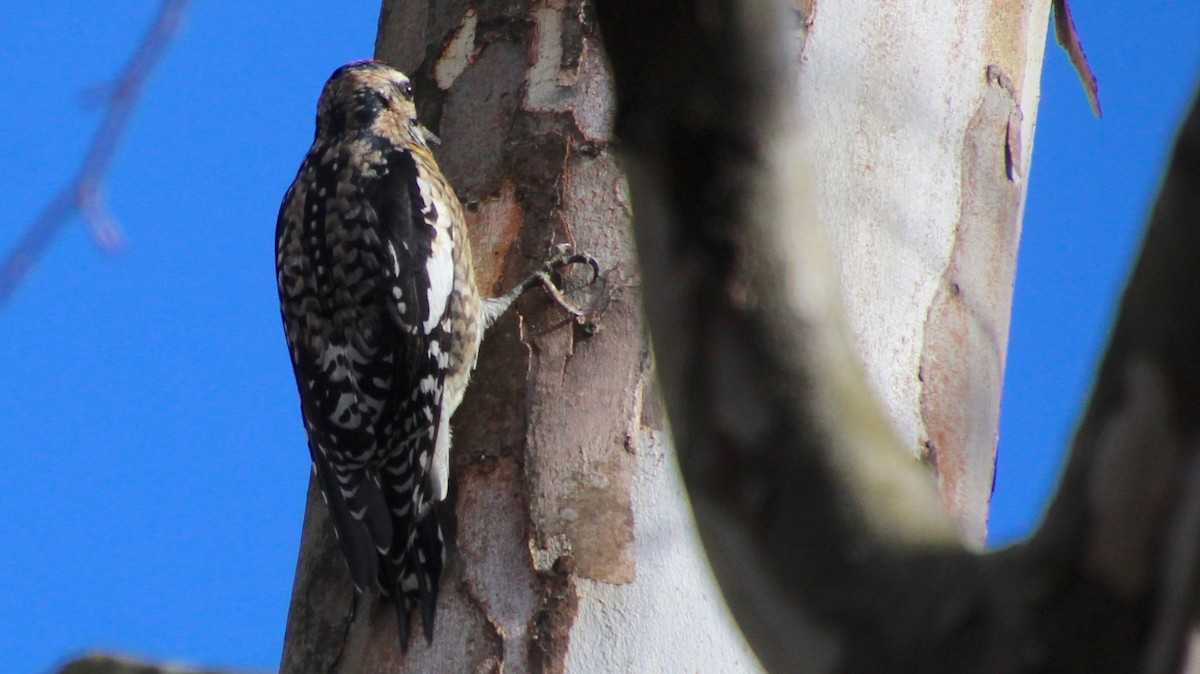 Yellow-bellied Sapsucker - ML612727315