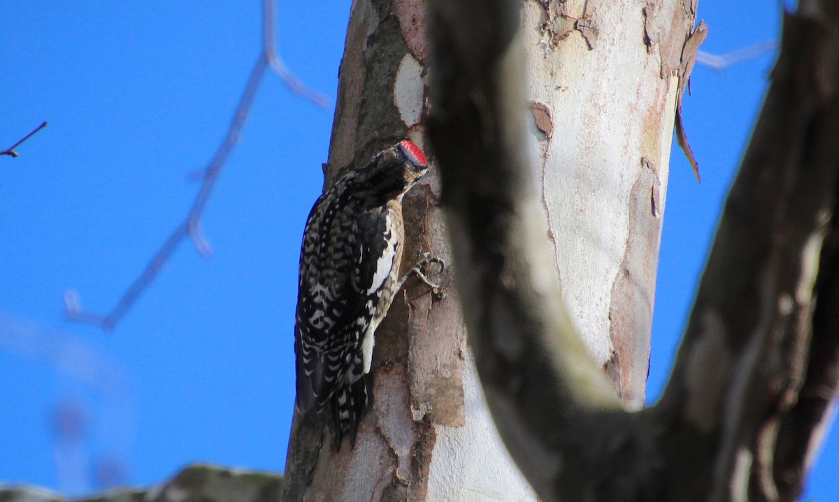 Yellow-bellied Sapsucker - ML612727316