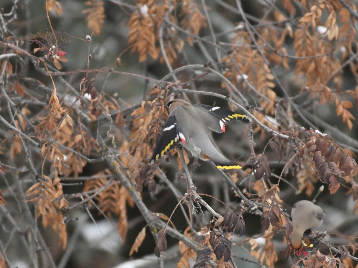 Bohemian Waxwing - ML612727322