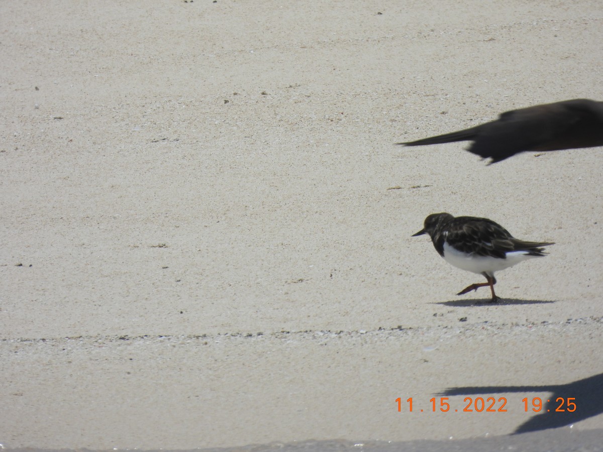 Ruddy Turnstone - ML612727333