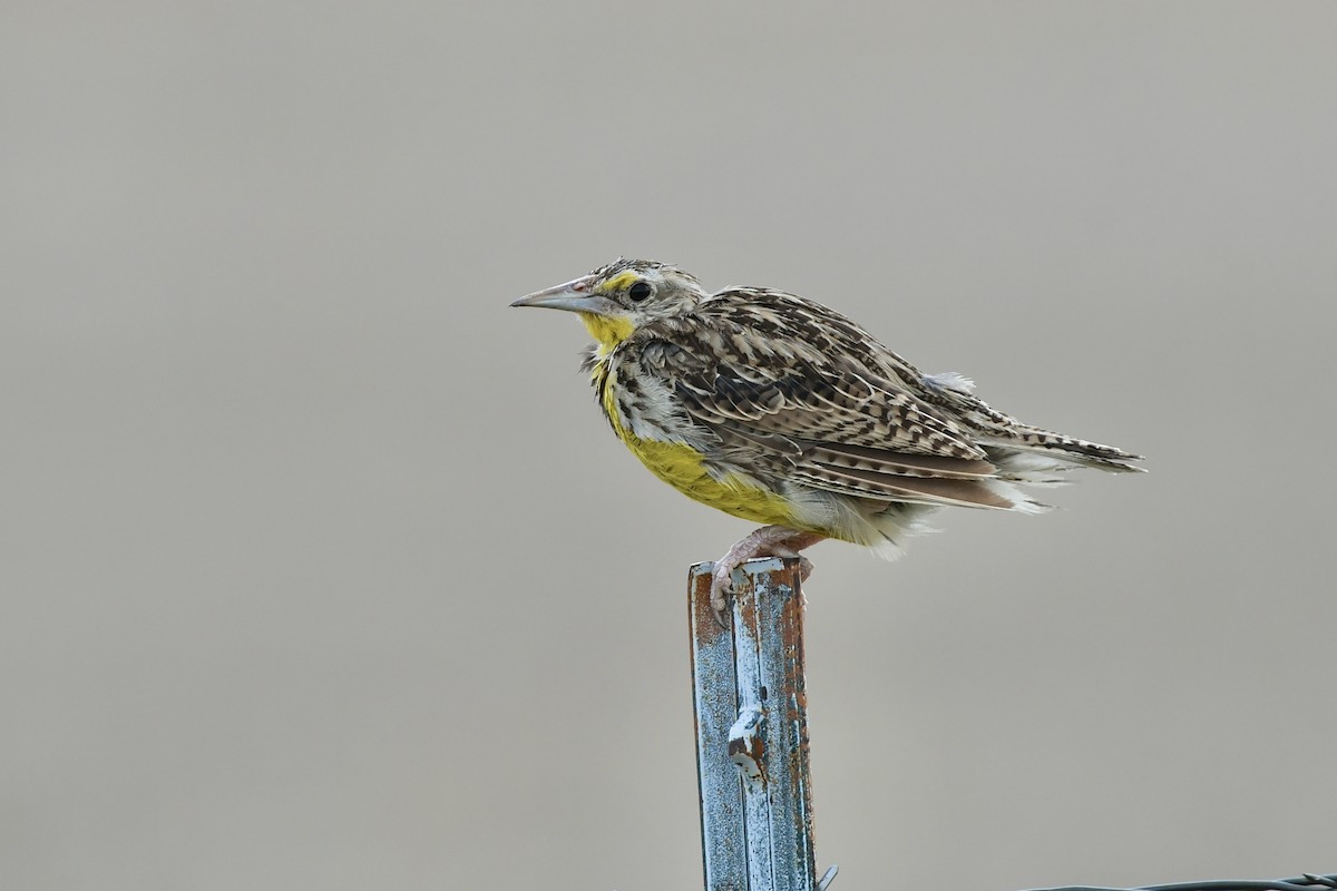 Western Meadowlark - ML612727372