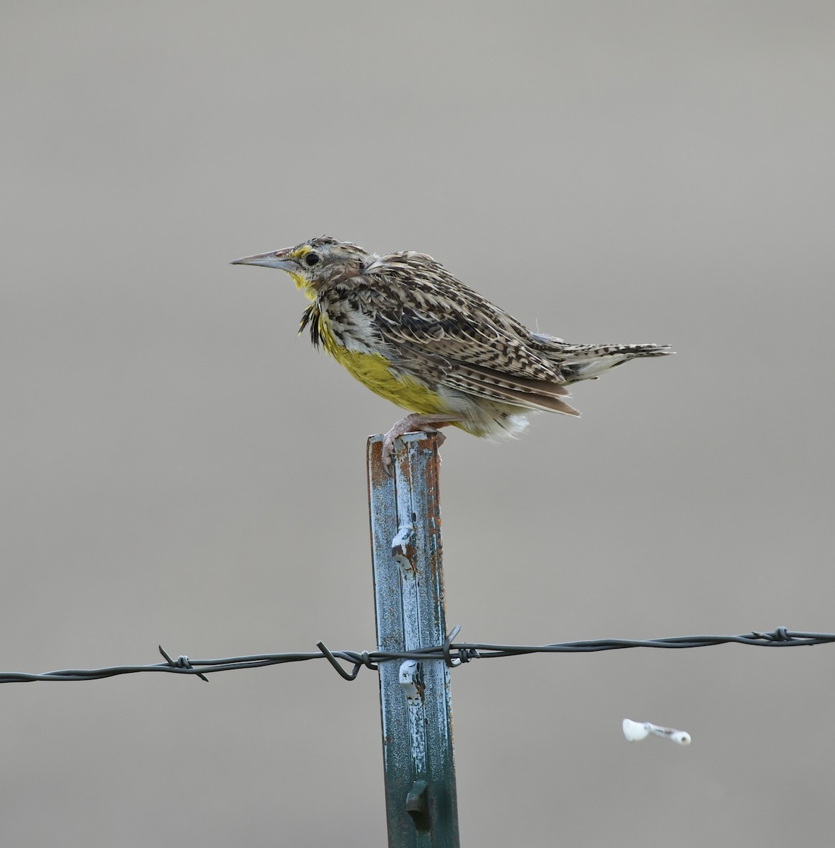 Western Meadowlark - ML612727373