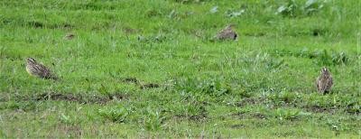 Western Meadowlark - ML612727403