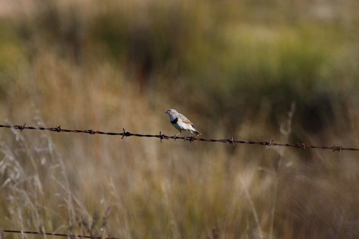 White-fronted Chat - ML61272741