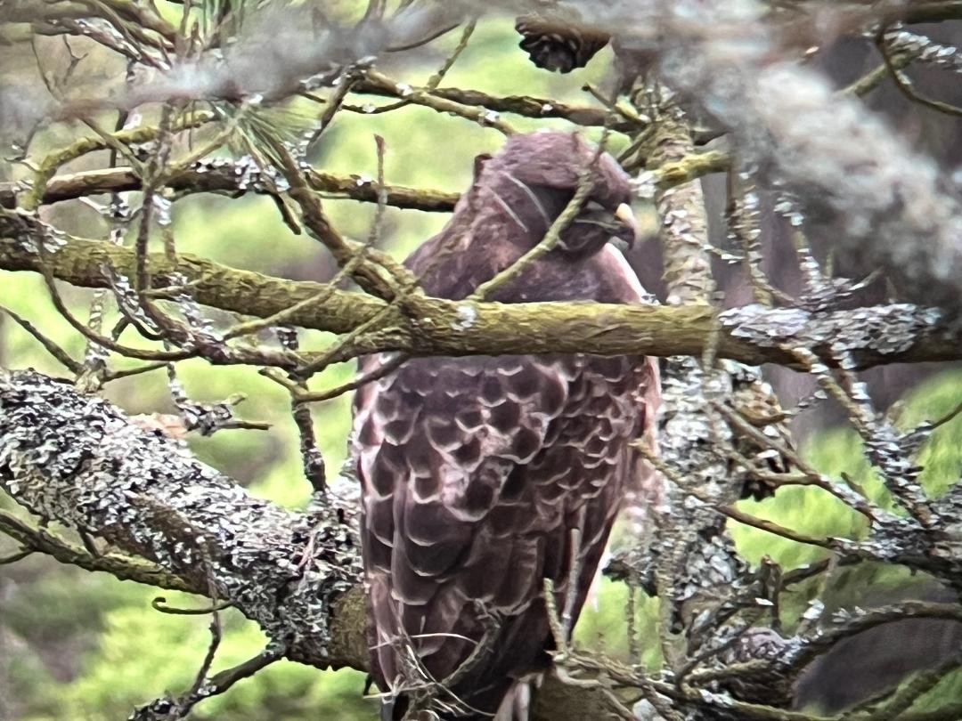 Red-tailed Hawk - ML612727450