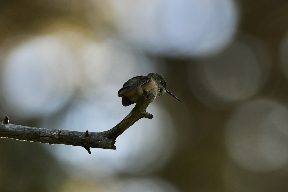 Calliope Hummingbird - ML612727452