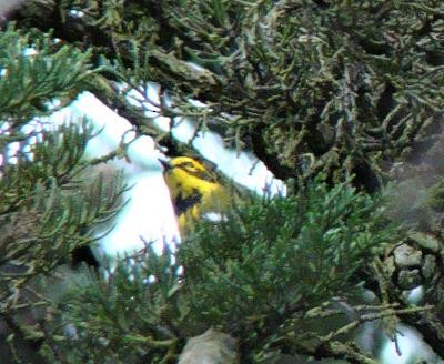 Townsend's Warbler - ML612727483