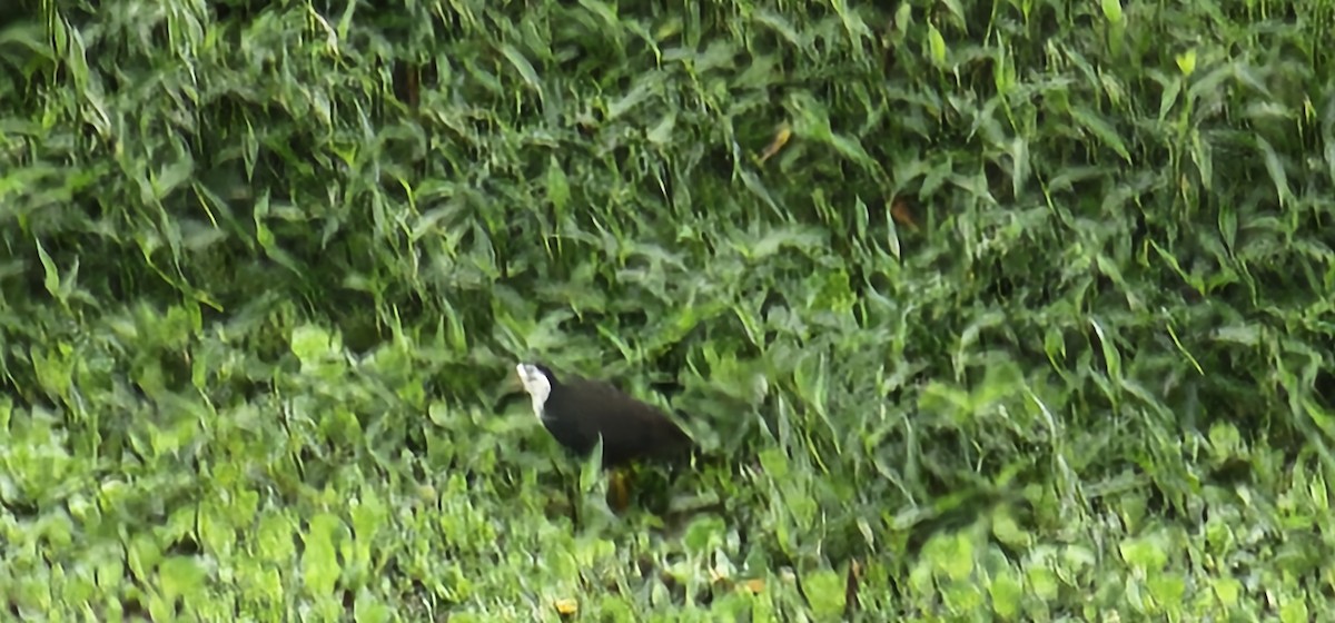 White-breasted Waterhen - ML612727486